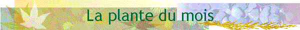 La plante du mois