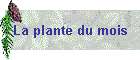 La plante du mois