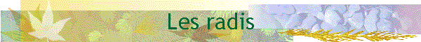 Les radis