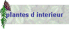 plantes d interieur